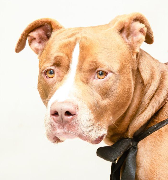 Enlarge Logan, a Adoptable mixed breed in Sanford, FL image 1/3