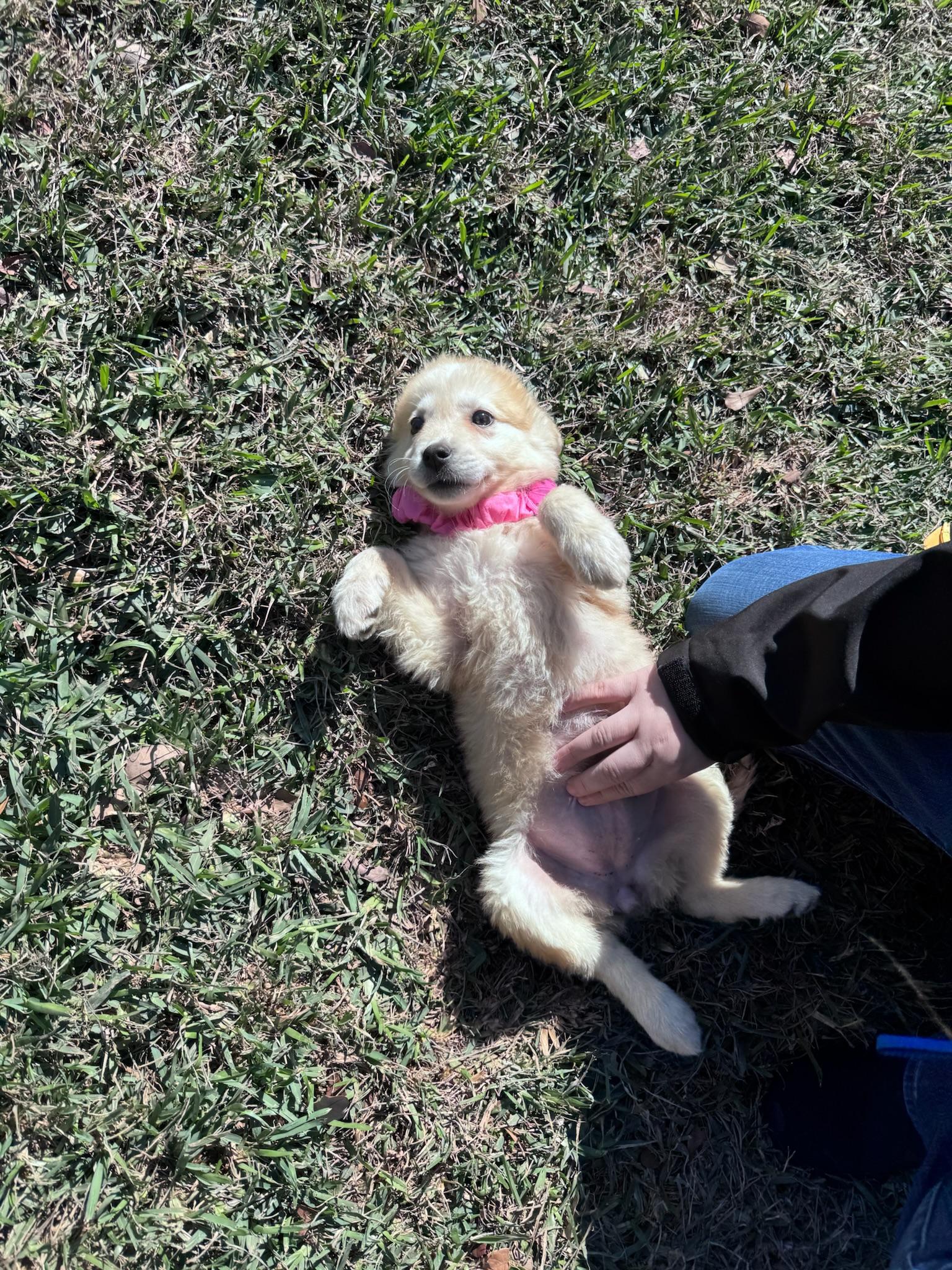 Enlarge Bertha, a Adoptable mixed breed in Houston, TX image 2/6