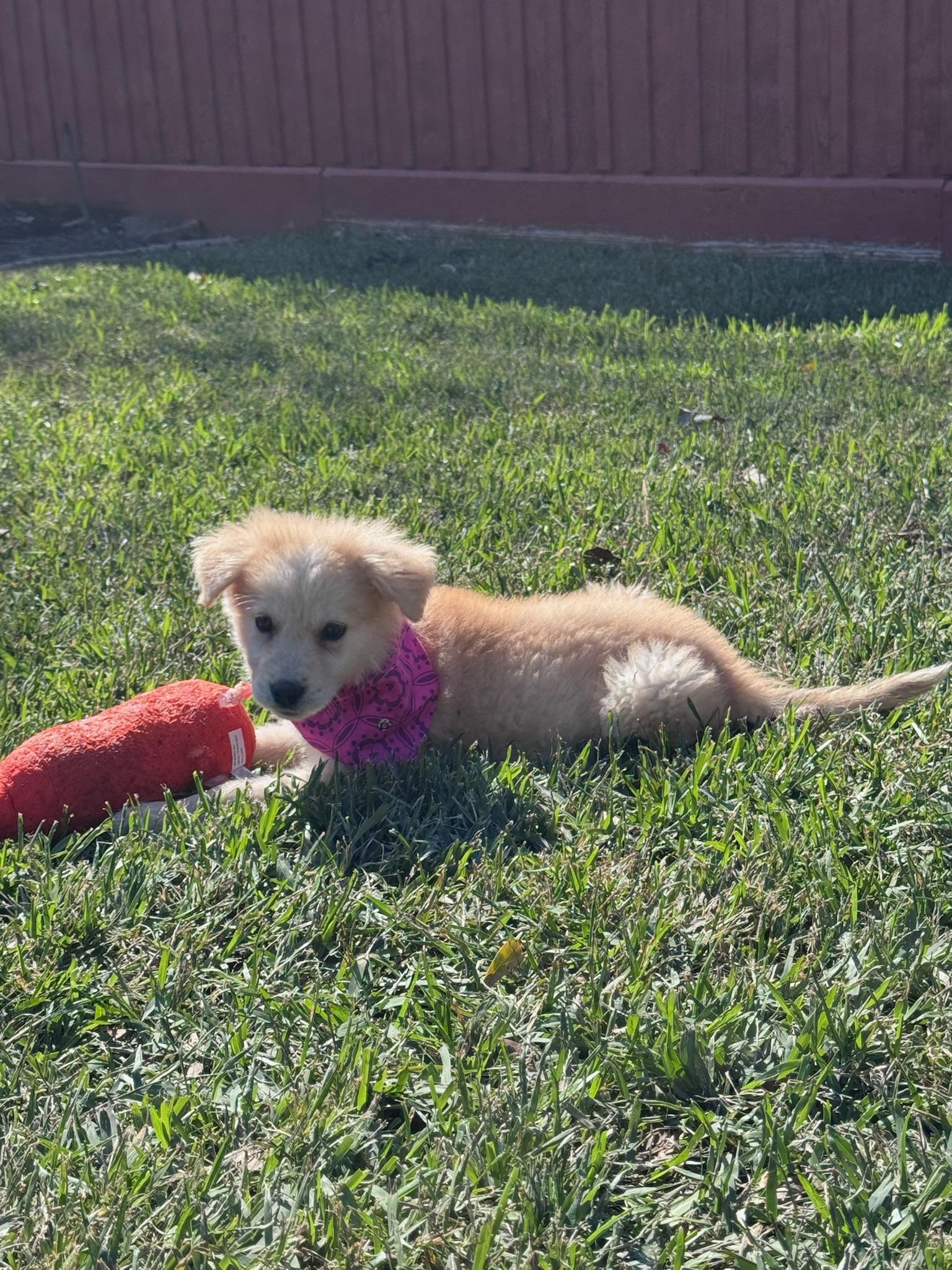 Enlarge Bertha, a Adoptable mixed breed in Houston, TX image 5/6