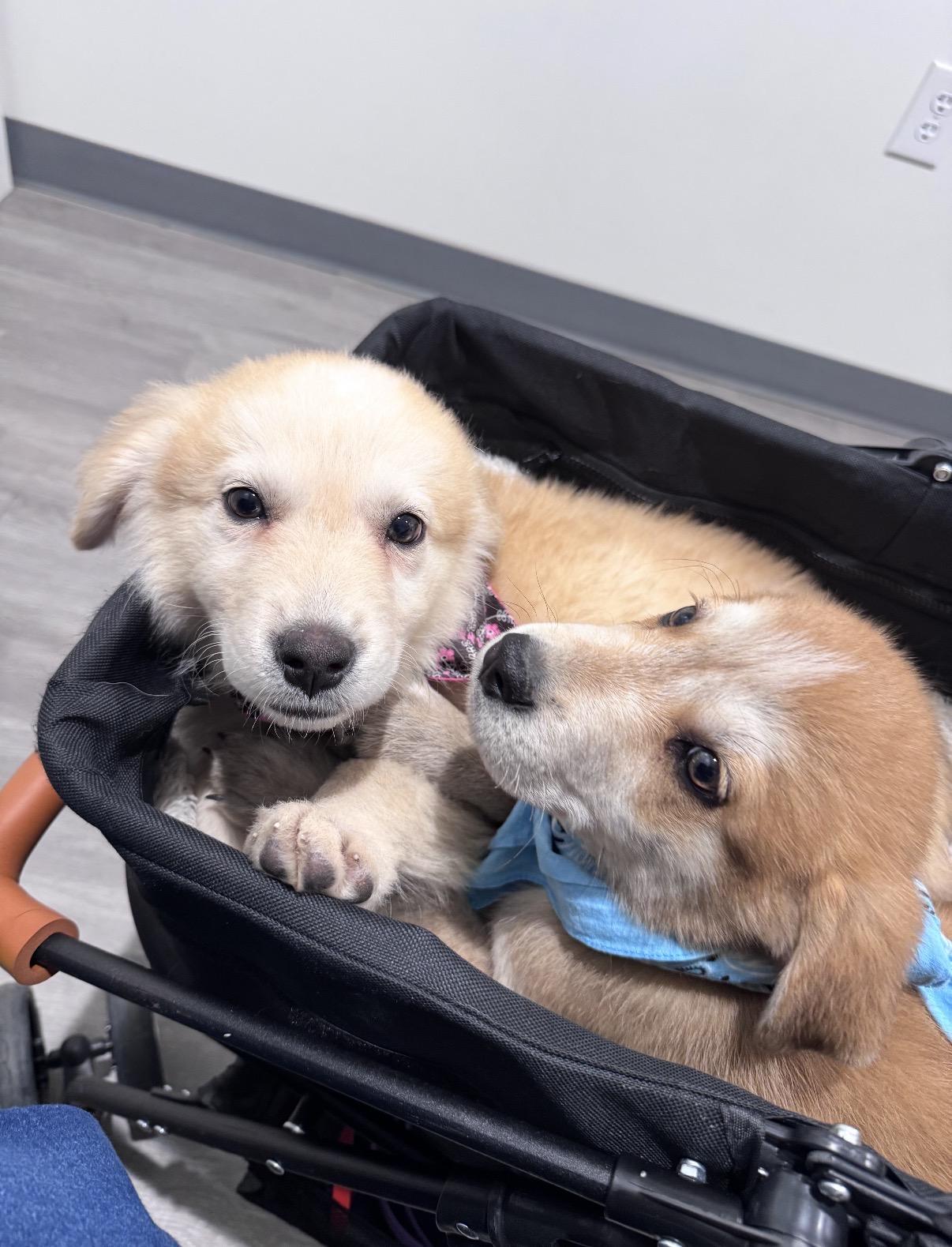 Enlarge Bertha, a Adoptable mixed breed in Houston, TX image 4/6