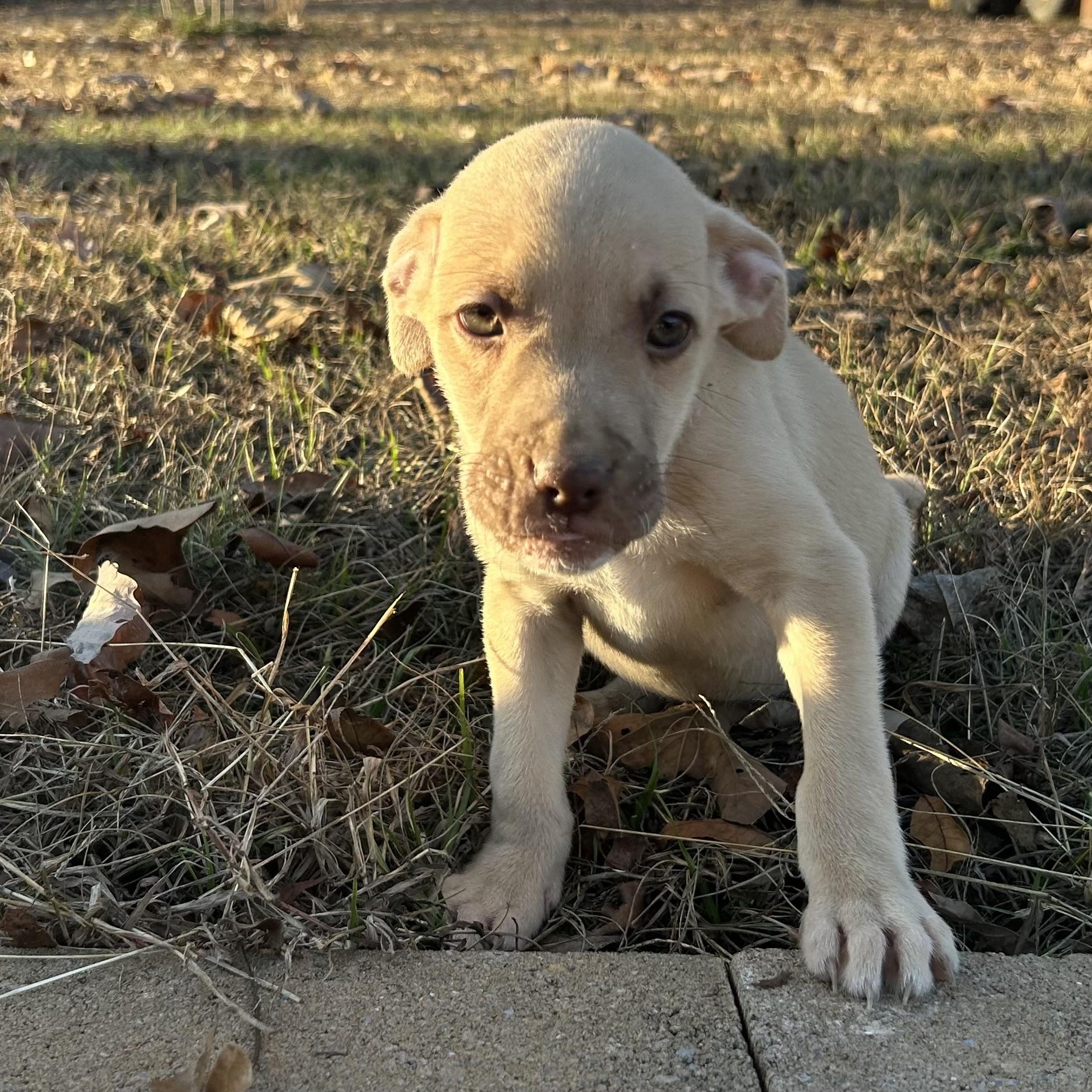 Enlarge Timmy, a Adoptable mixed breed in Warrior, AL image 1/6