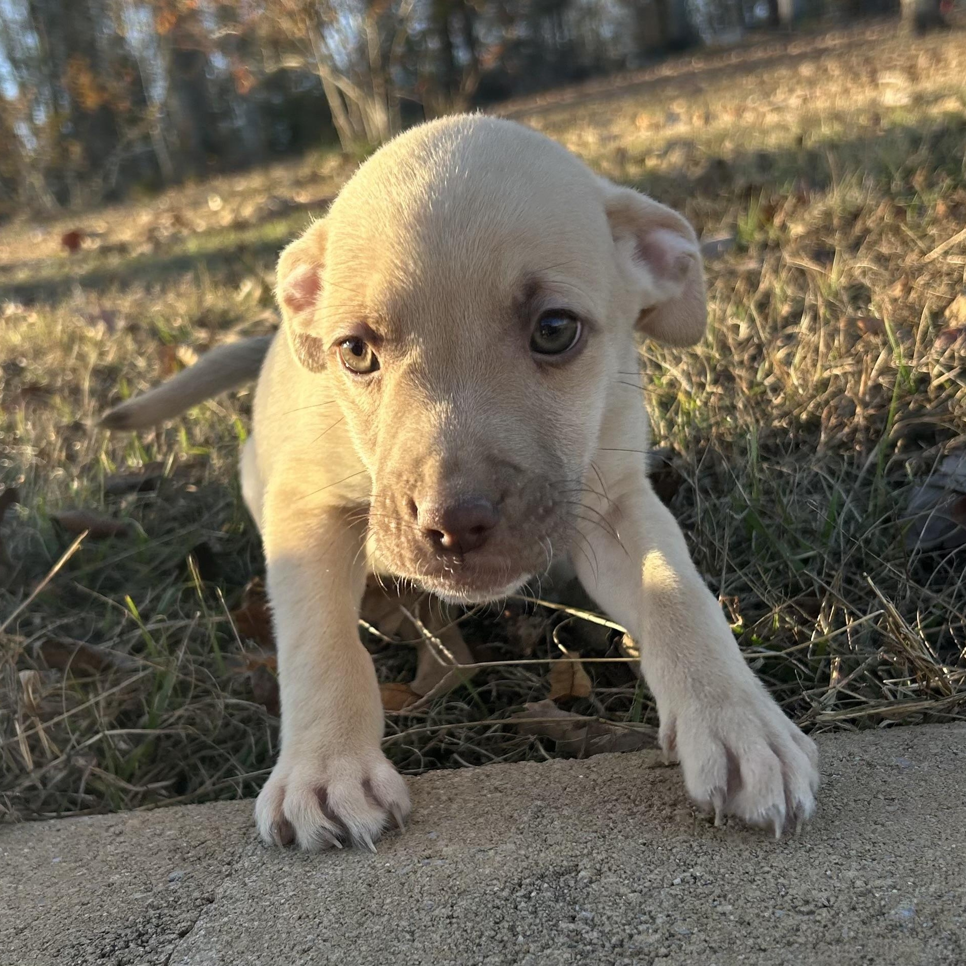 Enlarge Timmy, a Adoptable mixed breed in Warrior, AL image 2/6