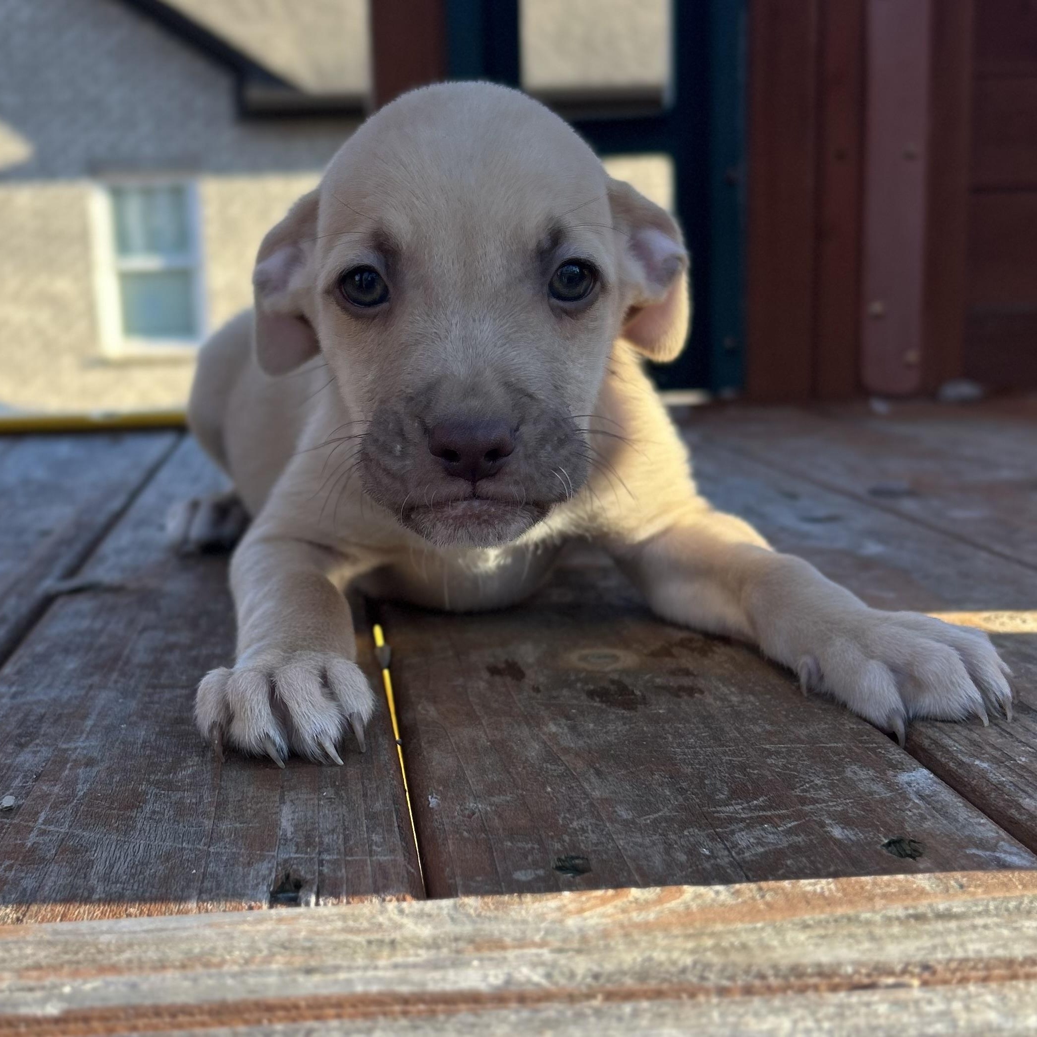 Enlarge Timmy, a Adoptable mixed breed in Warrior, AL image 4/6