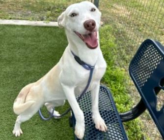 MONA, Adoptable, Young Female Husky & Labrador Retriever.