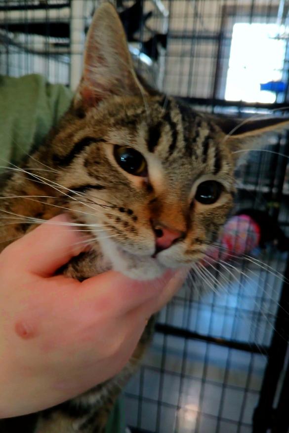 Frosty Swirl, ADOPTABLE, Kitten Male American Shorthair.