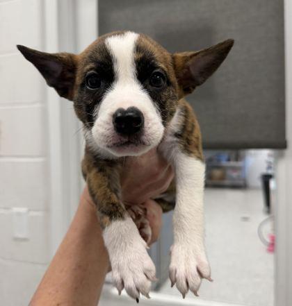 Trig, Adoptable, Puppy Male Shiba Inu & Mixed Breed.
