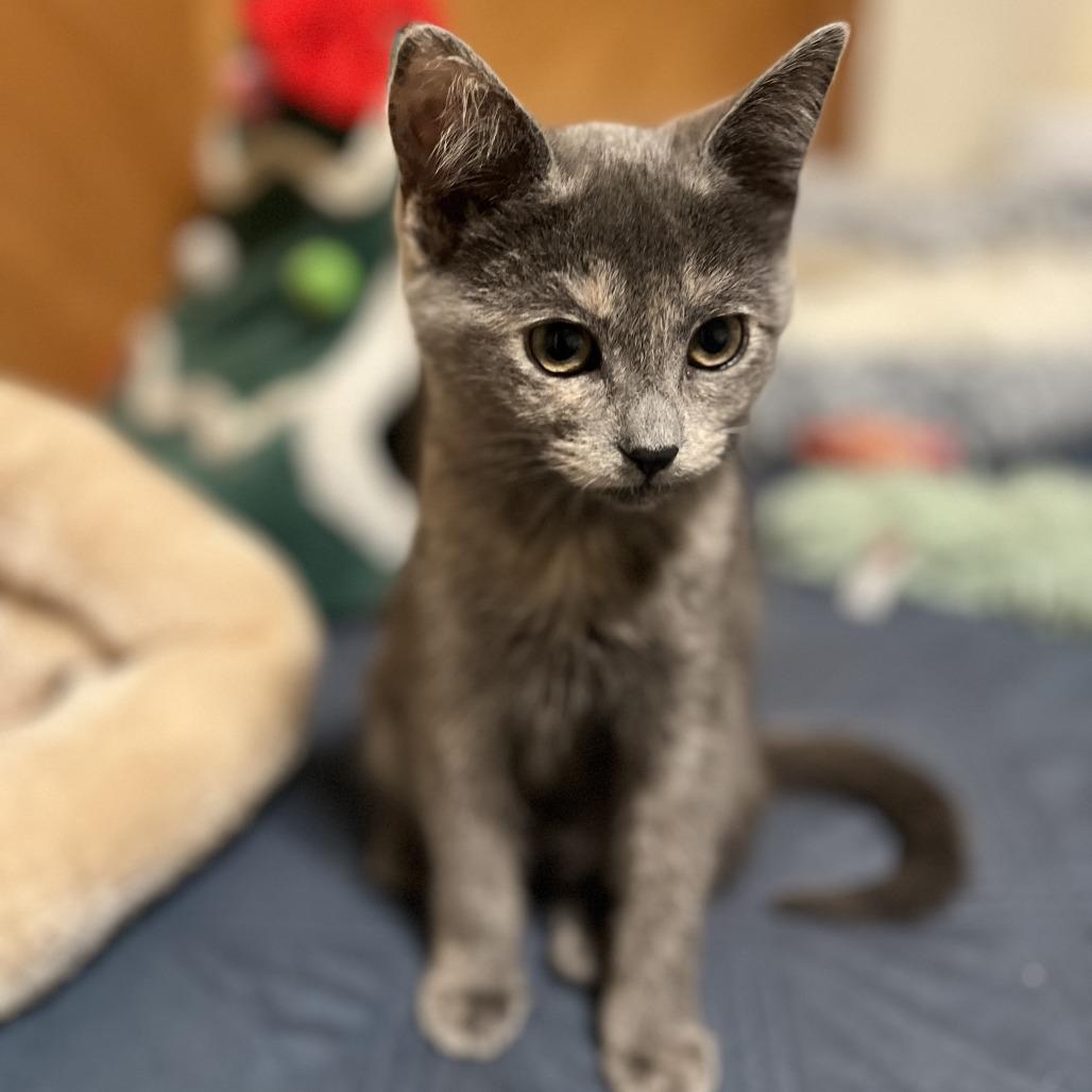 Mystique — thumbnail 2