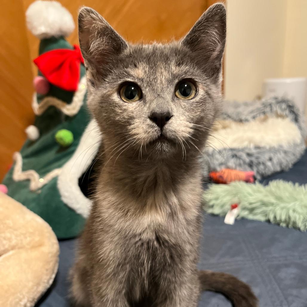 Mystique — thumbnail 3