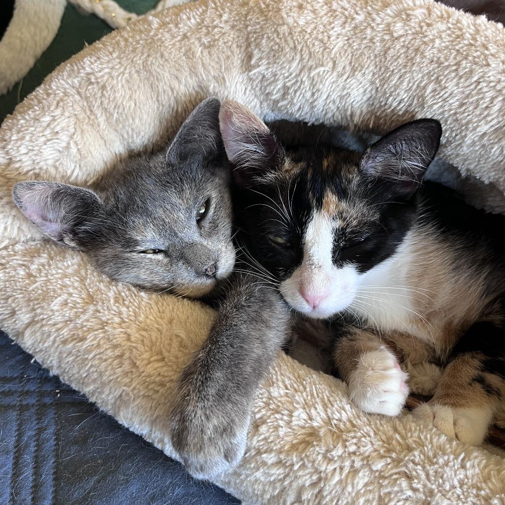 Mystique — thumbnail 4