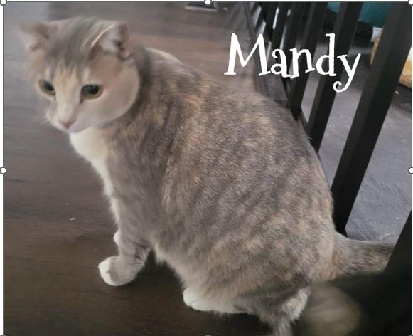 Mandy, a Adoptable mixed breed in Morganton, NC image 1/2