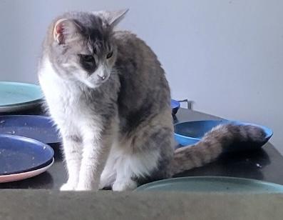 Mandy, a Adoptable mixed breed in Morganton, NC image 2/2