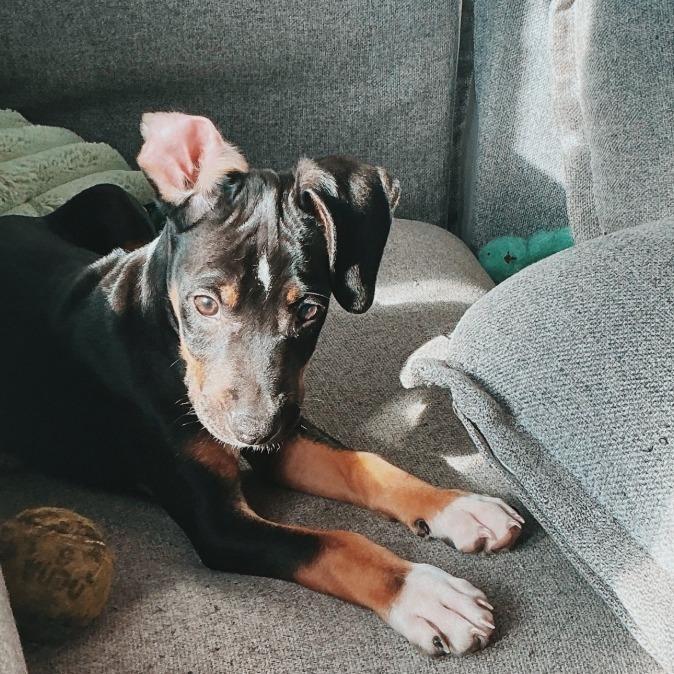 Enlarge Comet, a Adoptable mixed breed in Baton Rouge, LA image 1/6