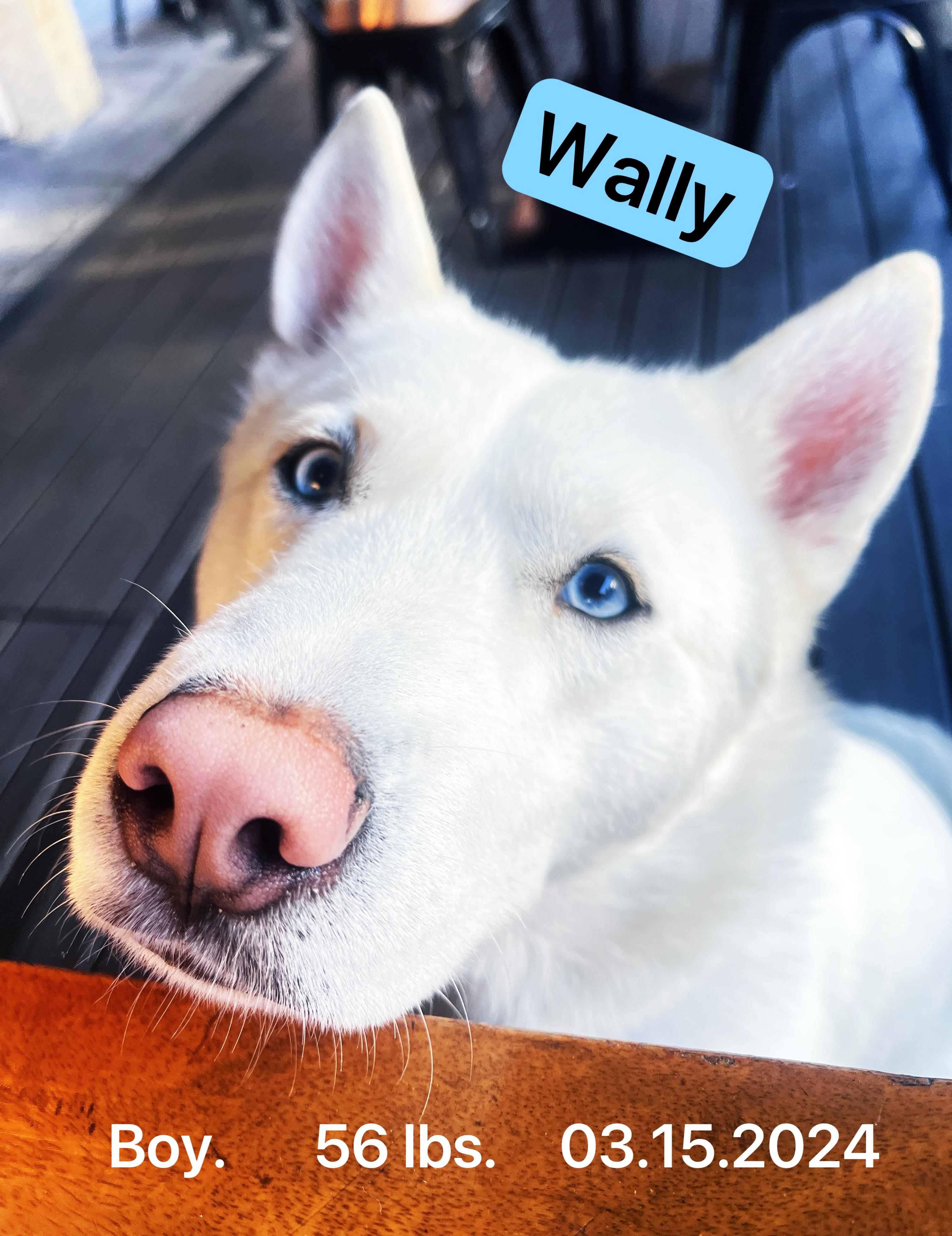 Wally