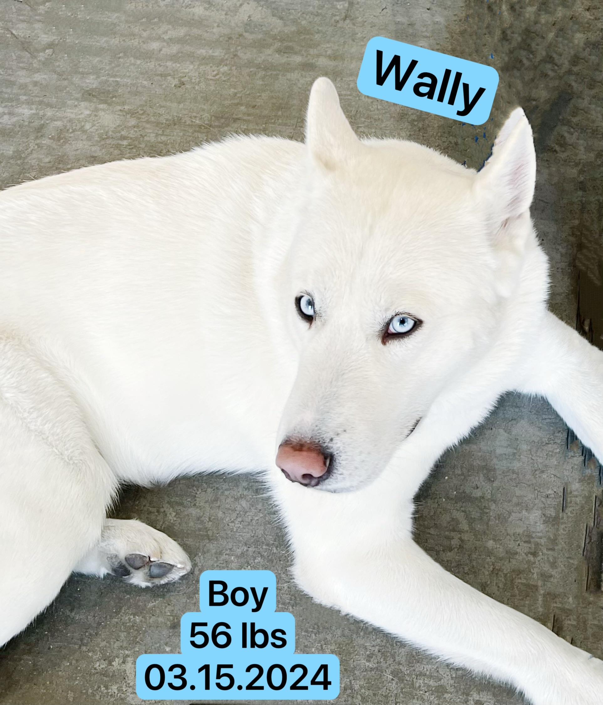 Wally