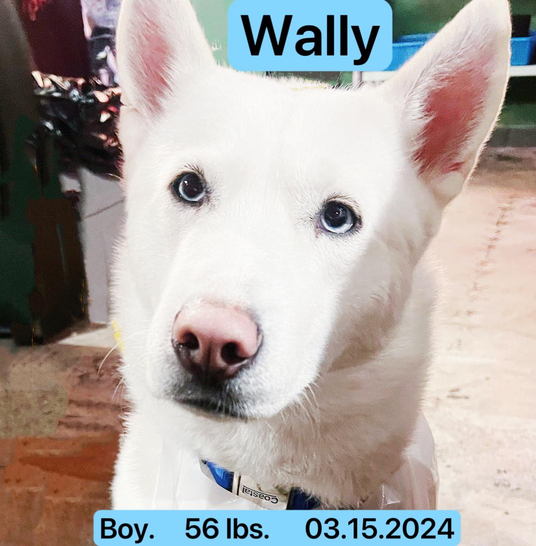 Wally