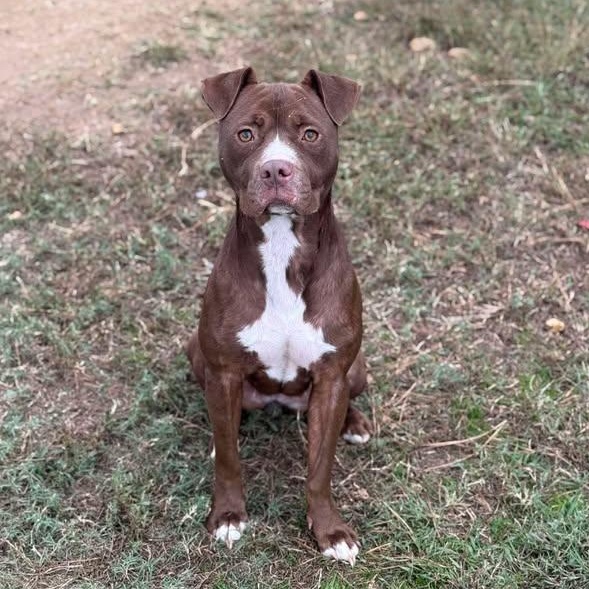 Enlarge Nayla, a Adoptable Mixed Breed in Leesburg, GA image 1/2