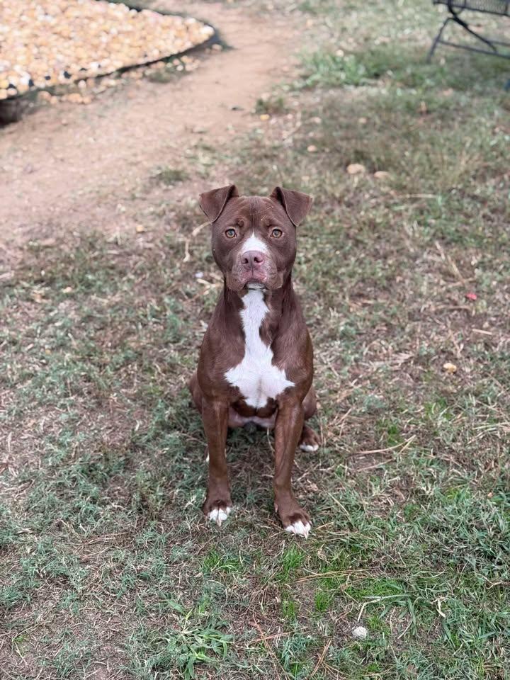 Enlarge Nayla, a Adoptable Mixed Breed in Leesburg, GA image 2/2