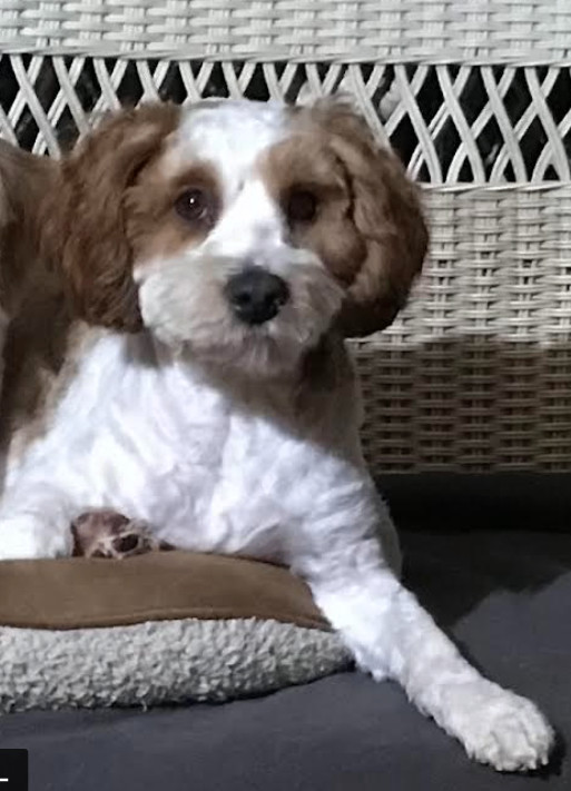 Snickers, Adopted, Young Male Cavapoo.