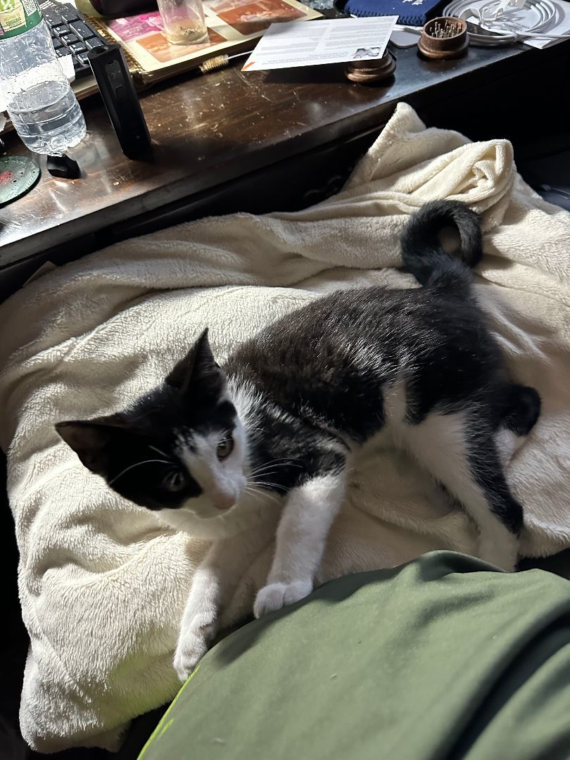 Enlarge Oreo, a Adopted Domestic Short Hair in New York, NY image 1/2