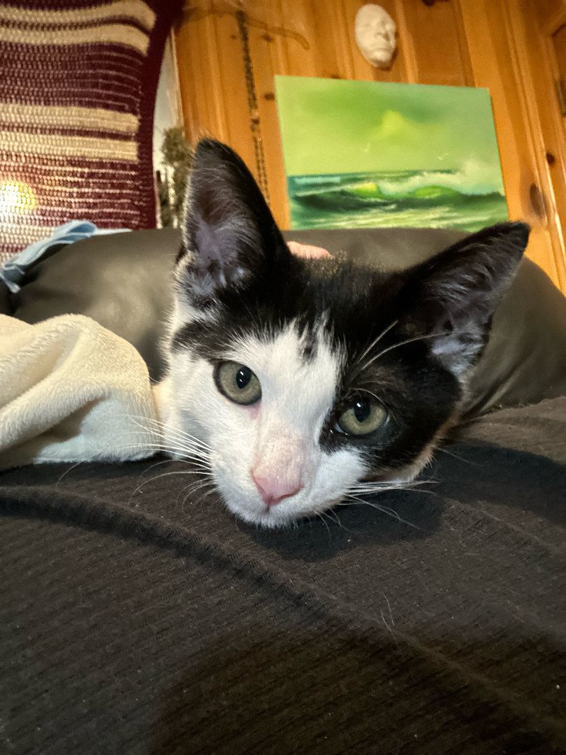 Enlarge Oreo, a Adopted Domestic Short Hair in New York, NY image 2/2