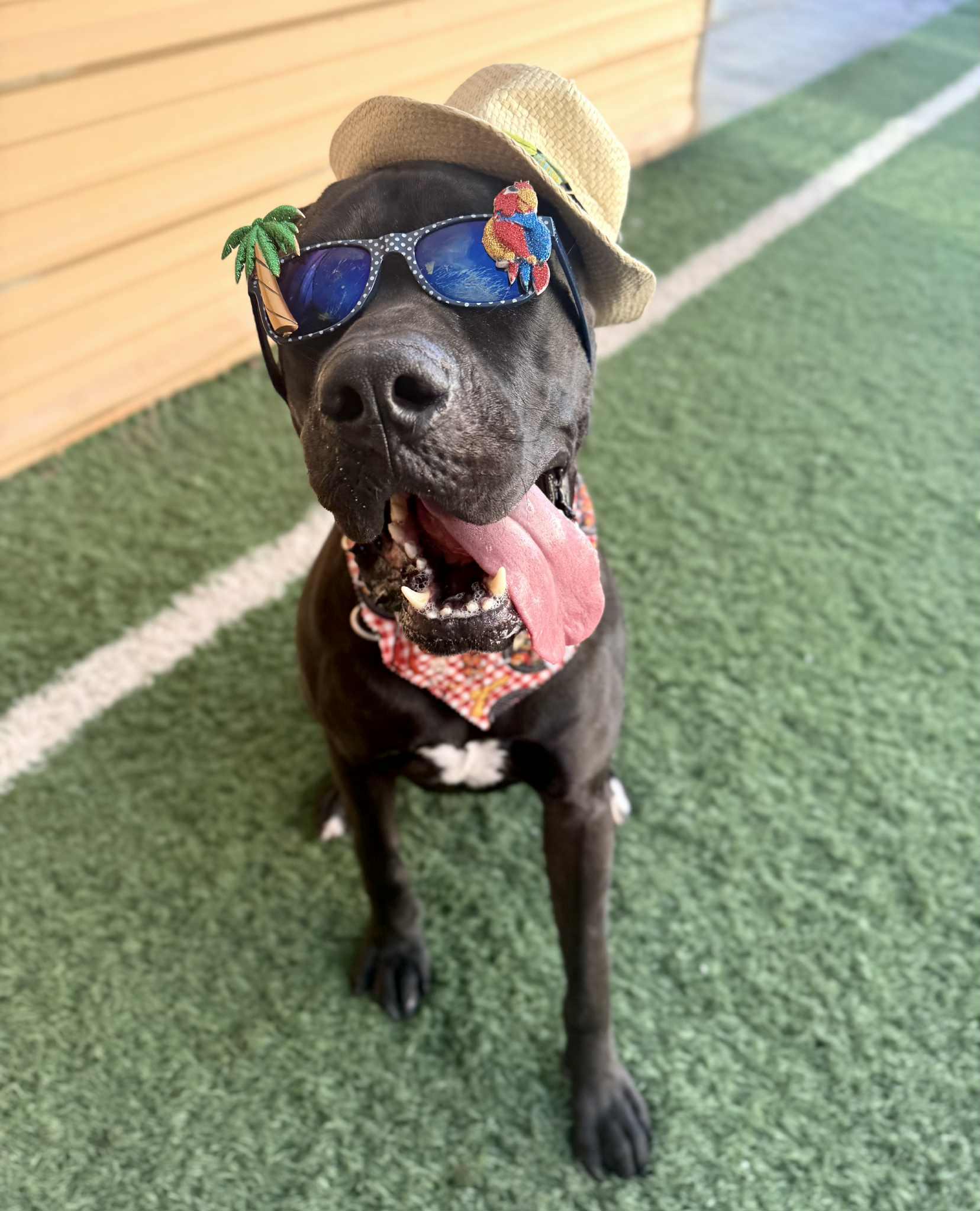 Raisin, an adoptable Great Dane, Bullmastiff in PHOENIX, AZ, 85019 | Photo Image 3