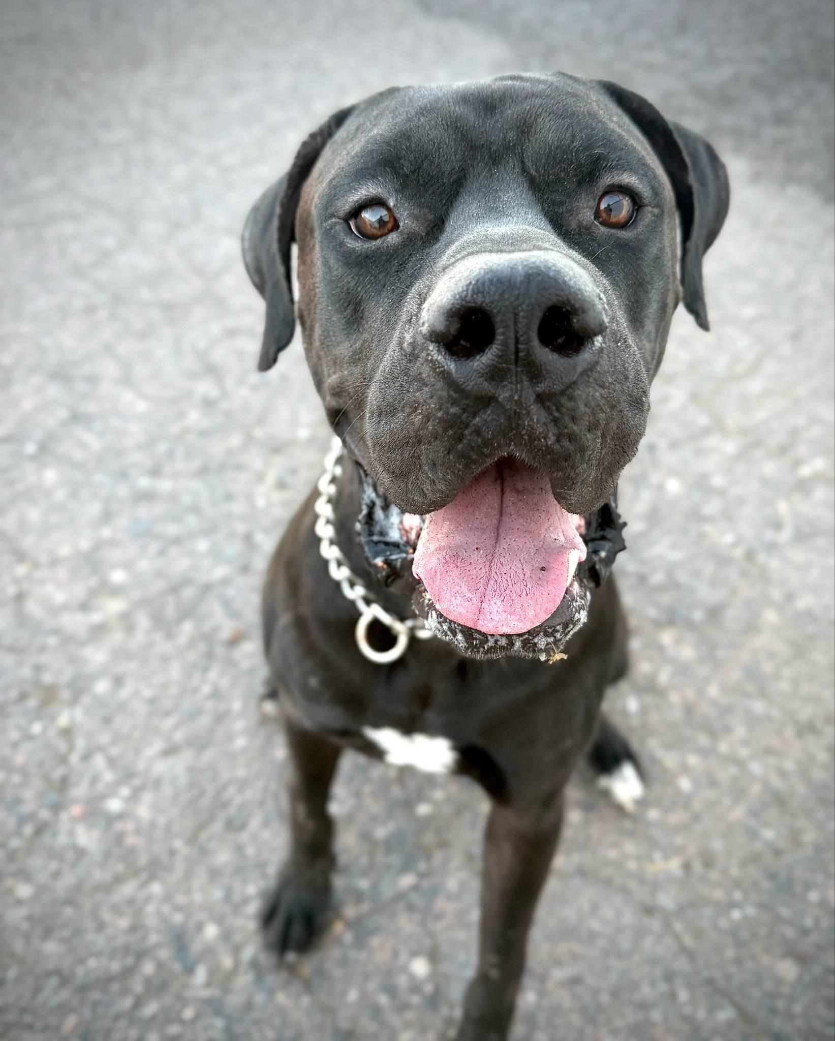 Raisin, an adoptable Great Dane, Bullmastiff in PHOENIX, AZ, 85019 | Photo Image 1