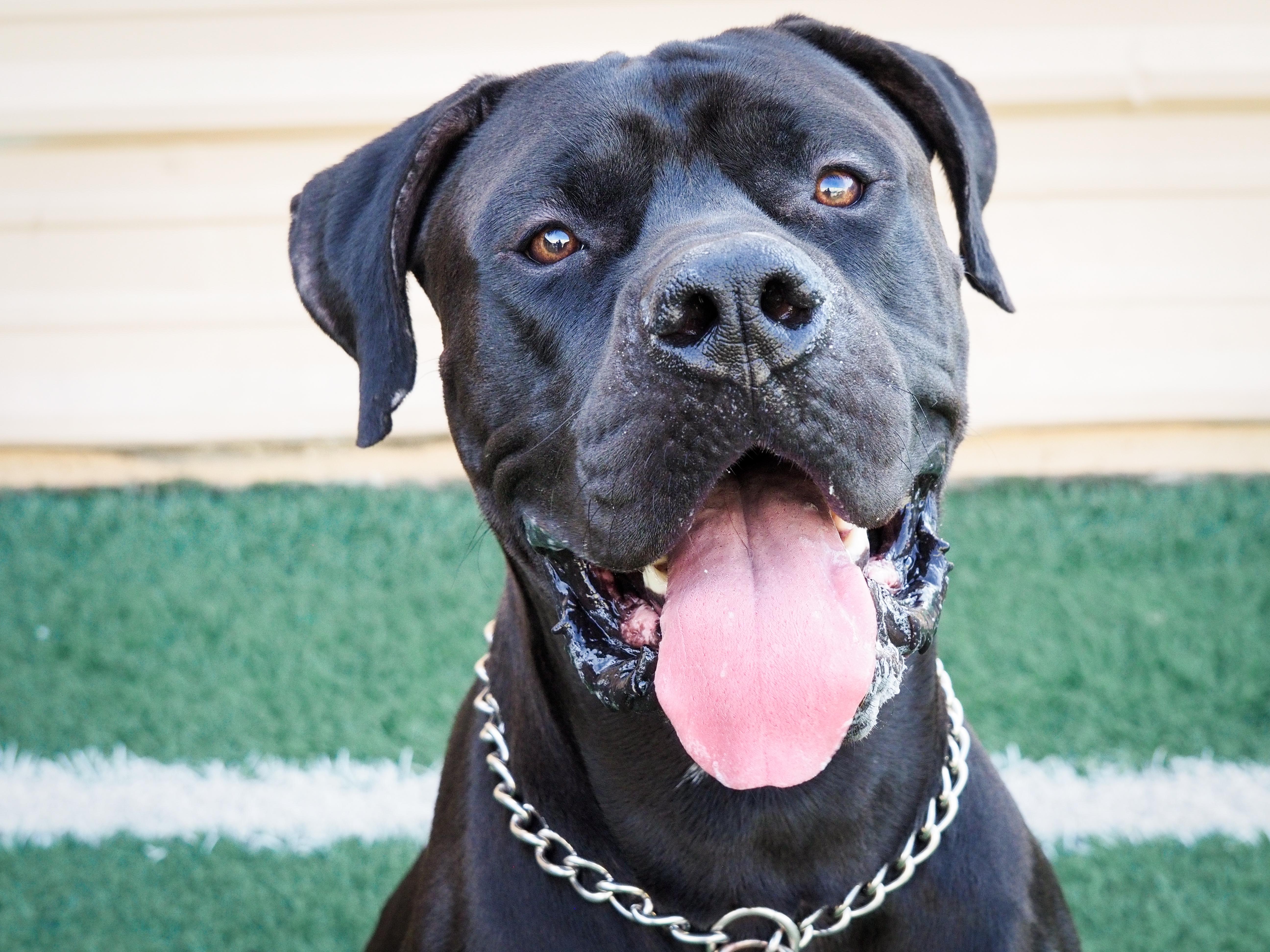 Raisin, an adoptable Great Dane, Bullmastiff in PHOENIX, AZ, 85019 | Photo Image 2