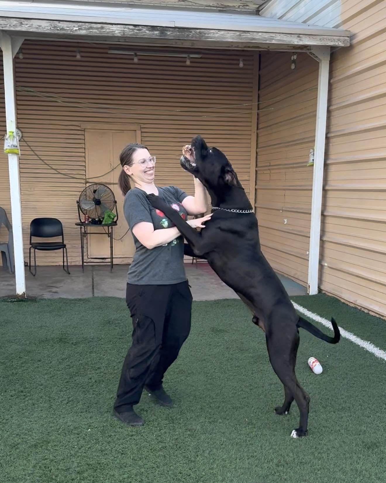 Raisin, an adoptable Great Dane, Bullmastiff in PHOENIX, AZ, 85019 | Photo Image 5