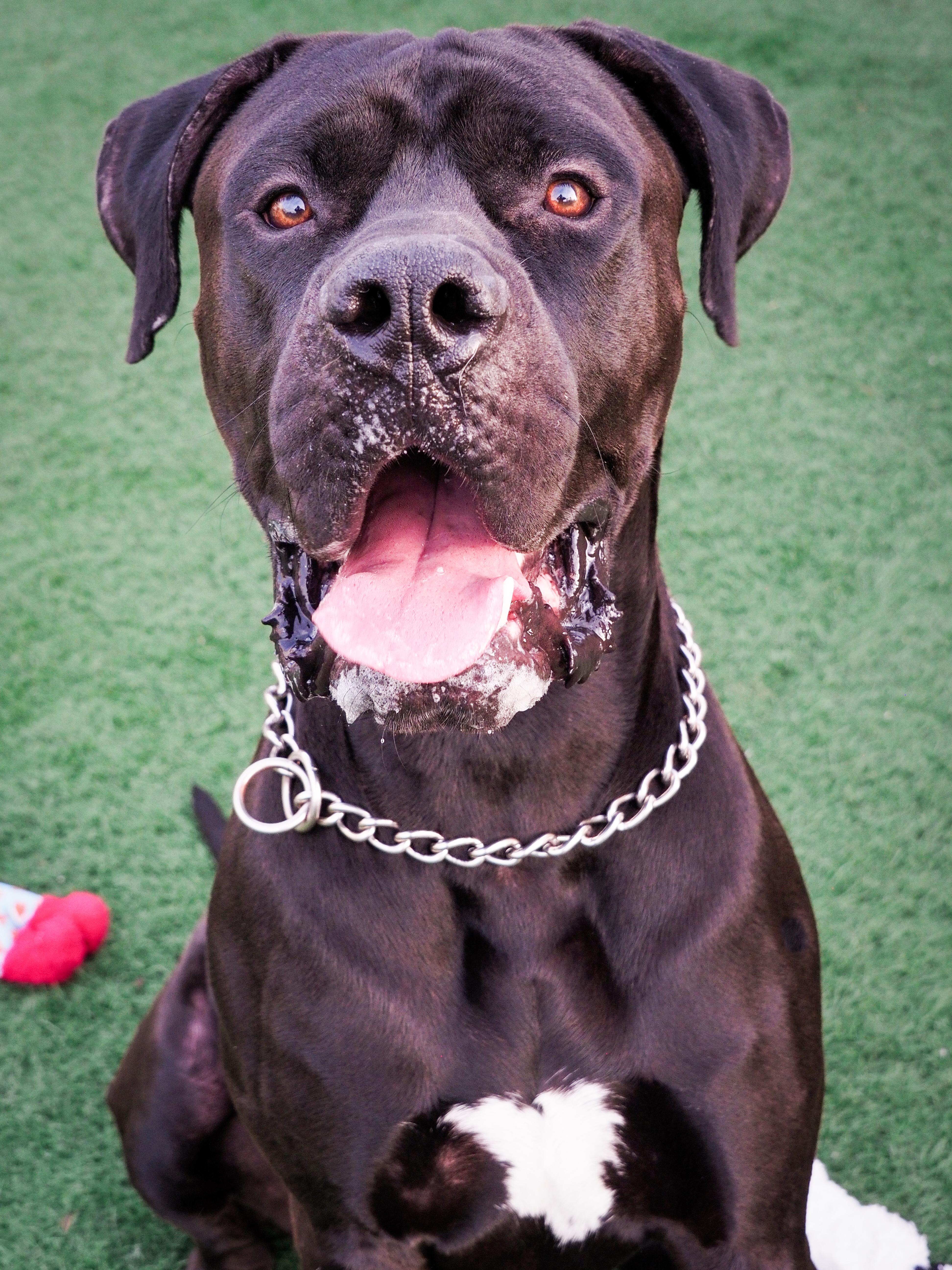 Raisin, an adoptable Great Dane, Bullmastiff in PHOENIX, AZ, 85019 | Photo Image 2