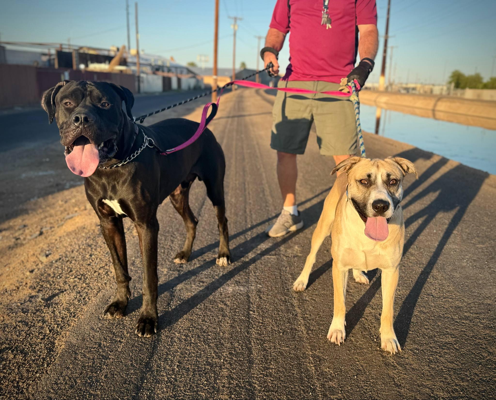 Raisin, an adoptable Great Dane, Bullmastiff in PHOENIX, AZ, 85019 | Photo Image 4