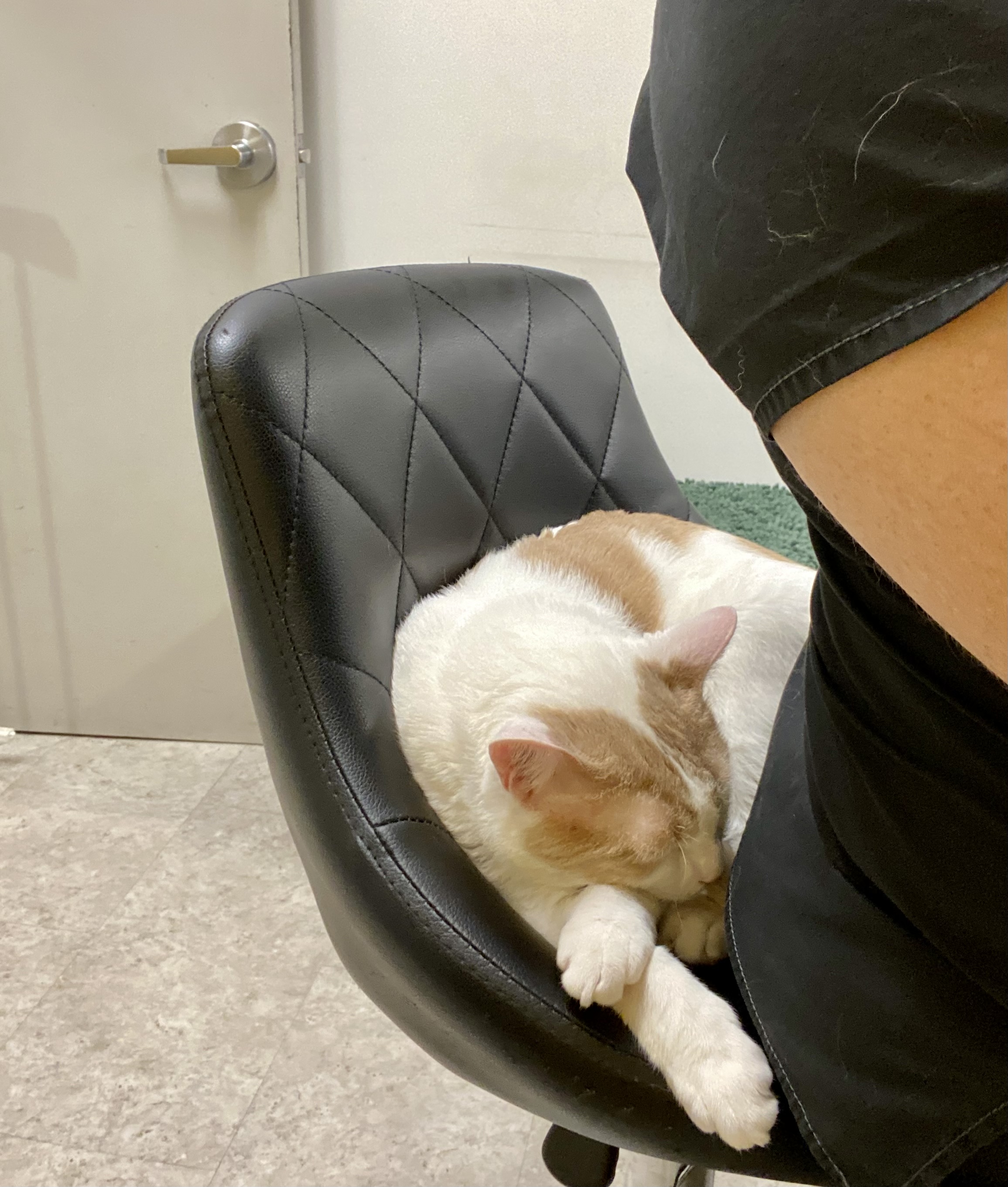 Cat for adoption Whisky, a Domestic Short Hair in Brooklyn, NY