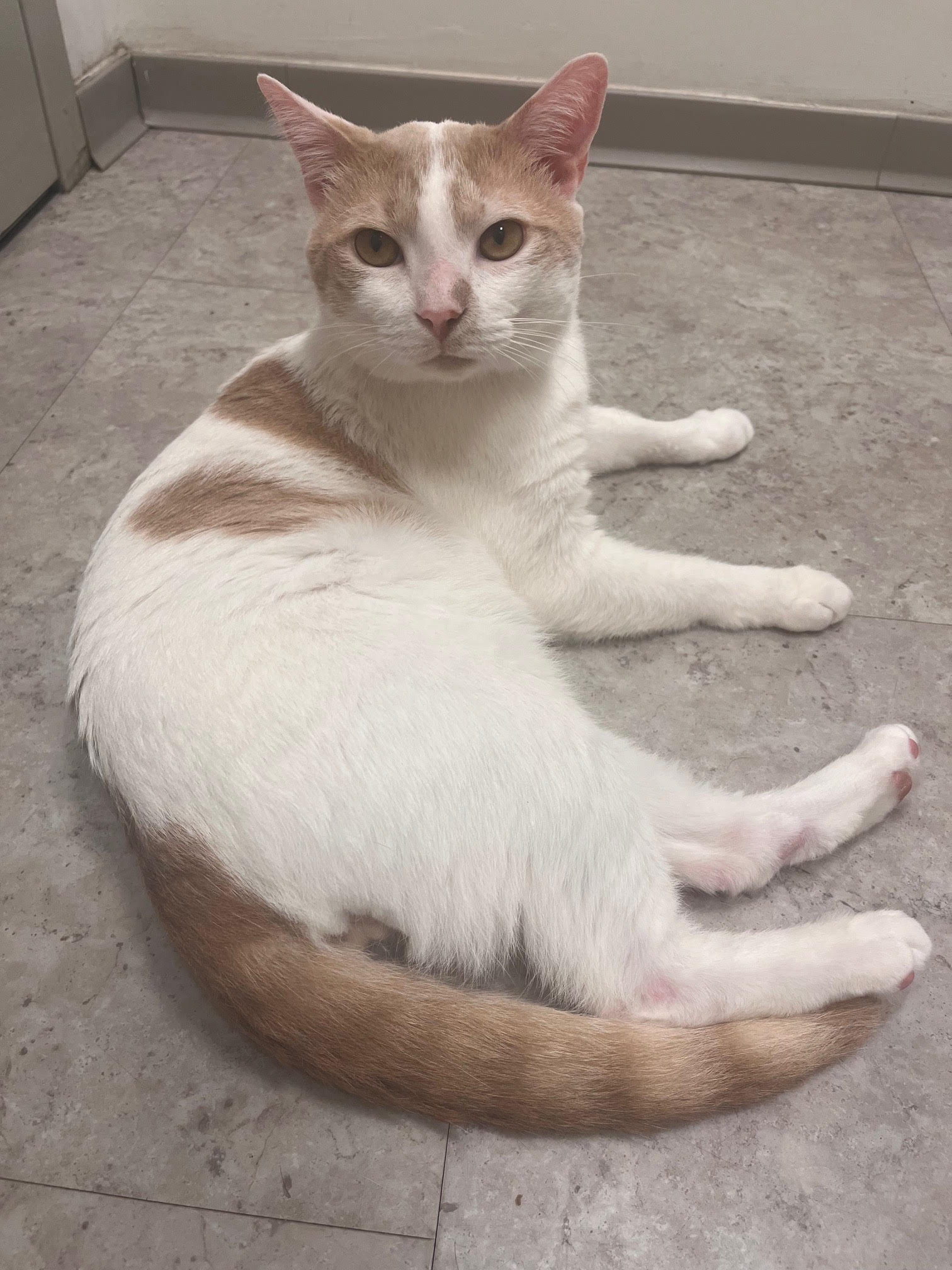 Cat for adoption Whisky, a Domestic Short Hair in Brooklyn, NY