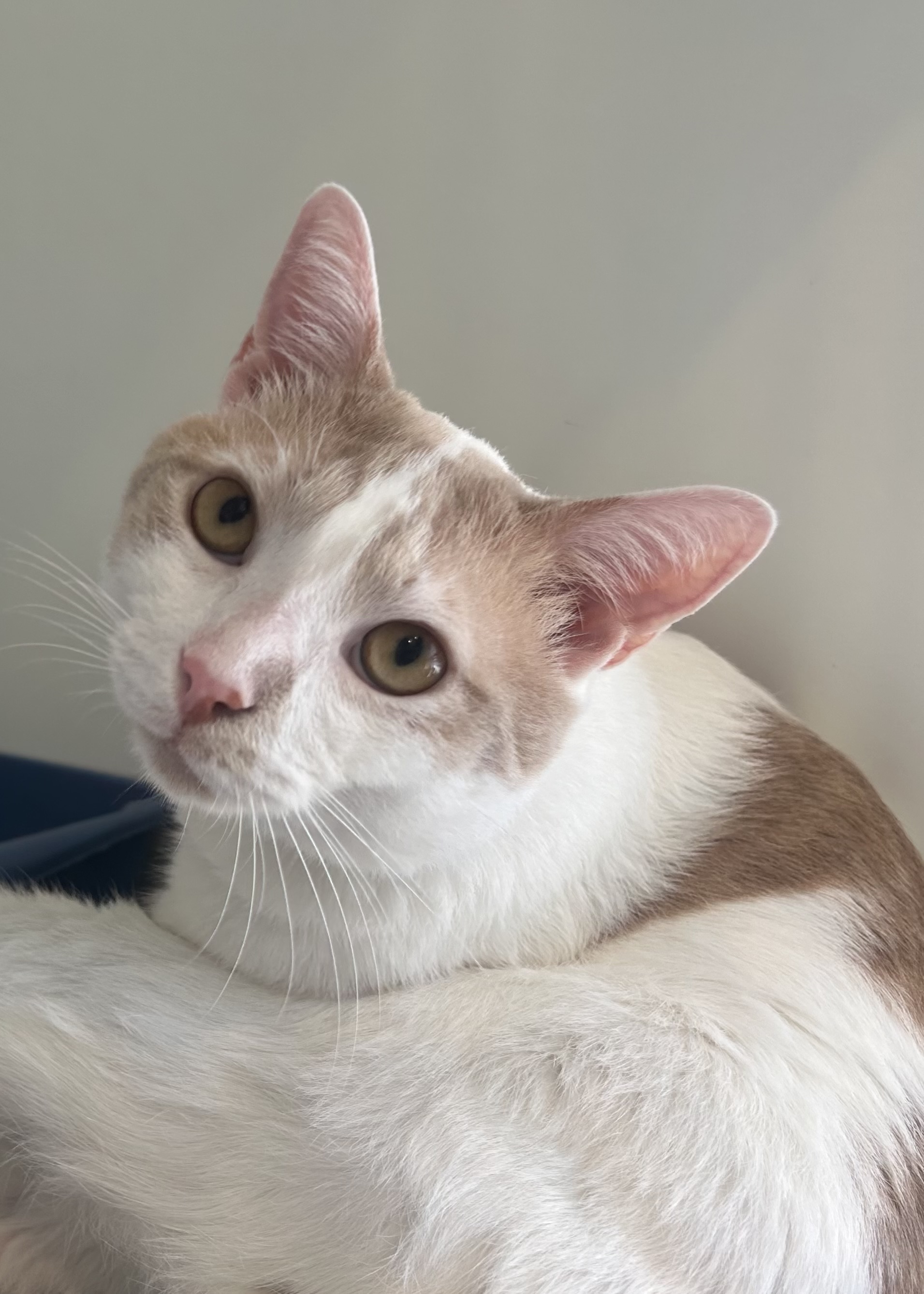 Cat for adoption Whisky, a Domestic Short Hair in Brooklyn, NY