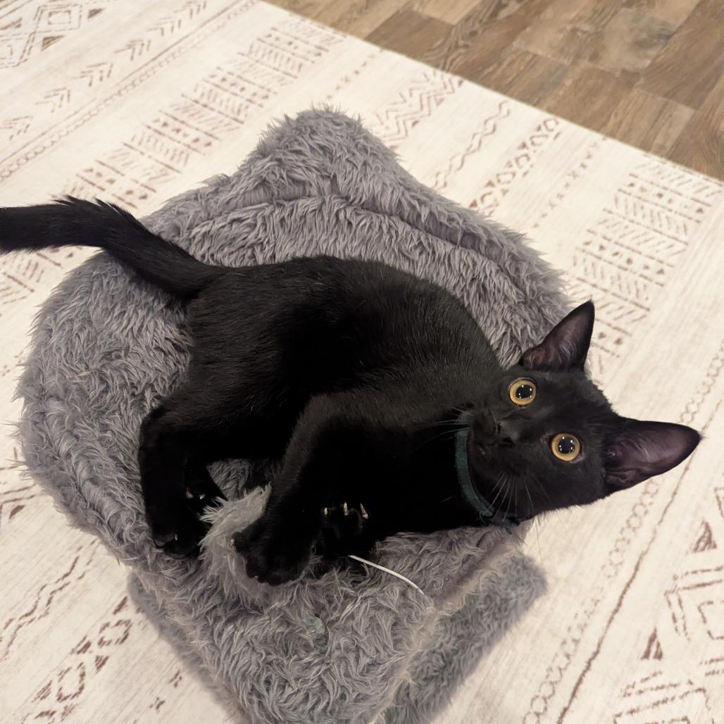 Sirius, Adoptable, Young Male Domestic Short Hair.