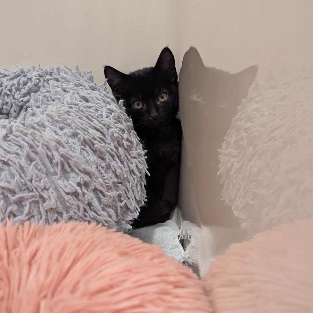 Enlarge Sirius, a Adoptable Domestic Short Hair in La Grange, KY image 2/4