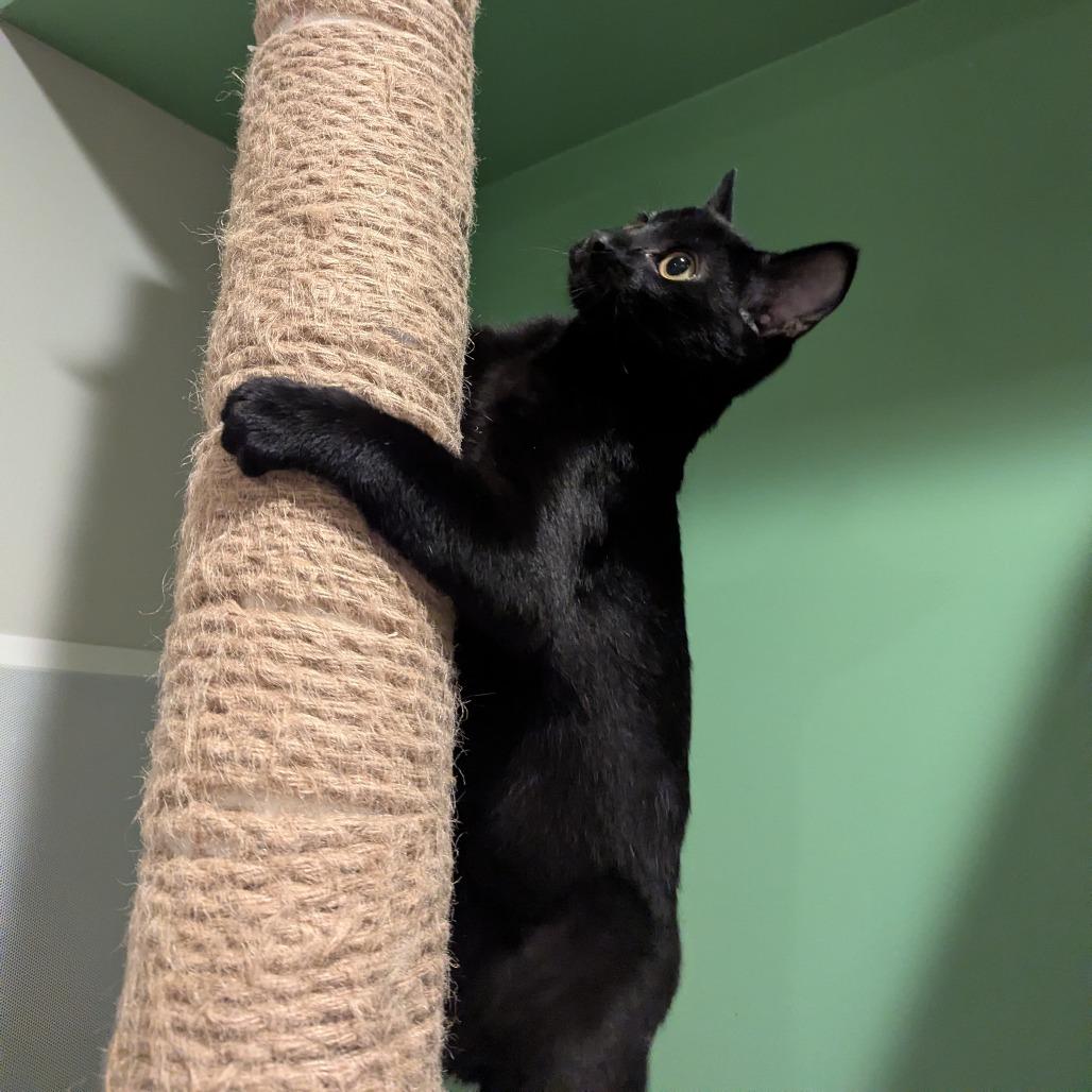 Enlarge Sirius, a Adoptable Domestic Short Hair in La Grange, KY image 3/4