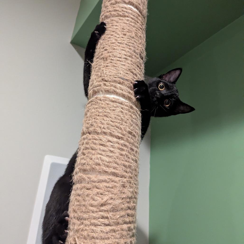 Enlarge Sirius, a Adoptable Domestic Short Hair in La Grange, KY image 4/4