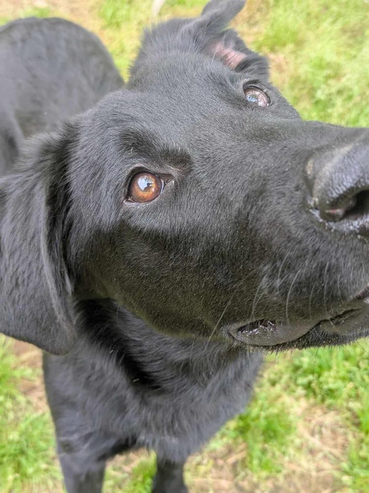Enlarge Henley, a Adoptable Labrador Retriever in Dover, AR image 1/6