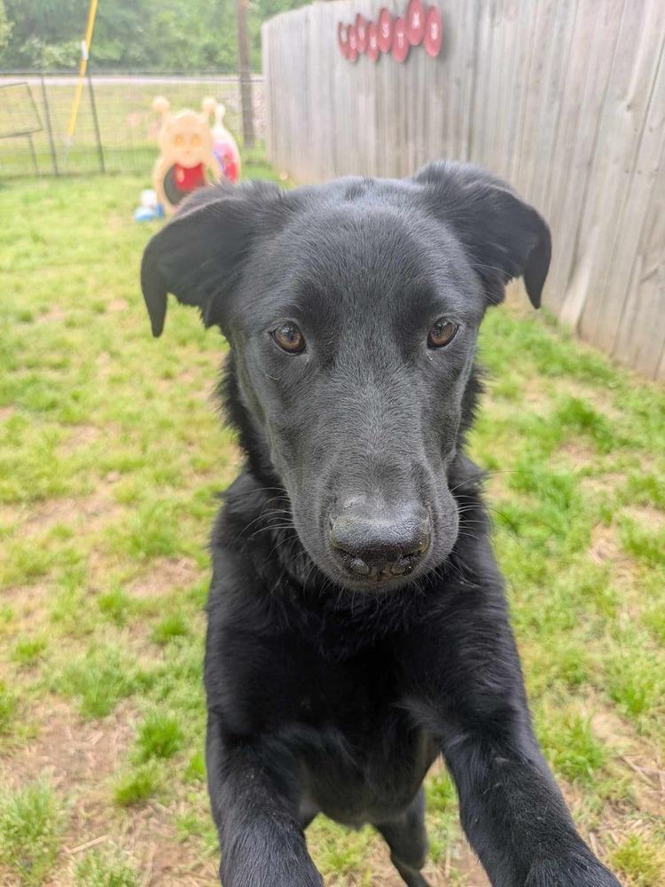 Enlarge Henley, a Adoptable Labrador Retriever in Dover, AR image 2/6