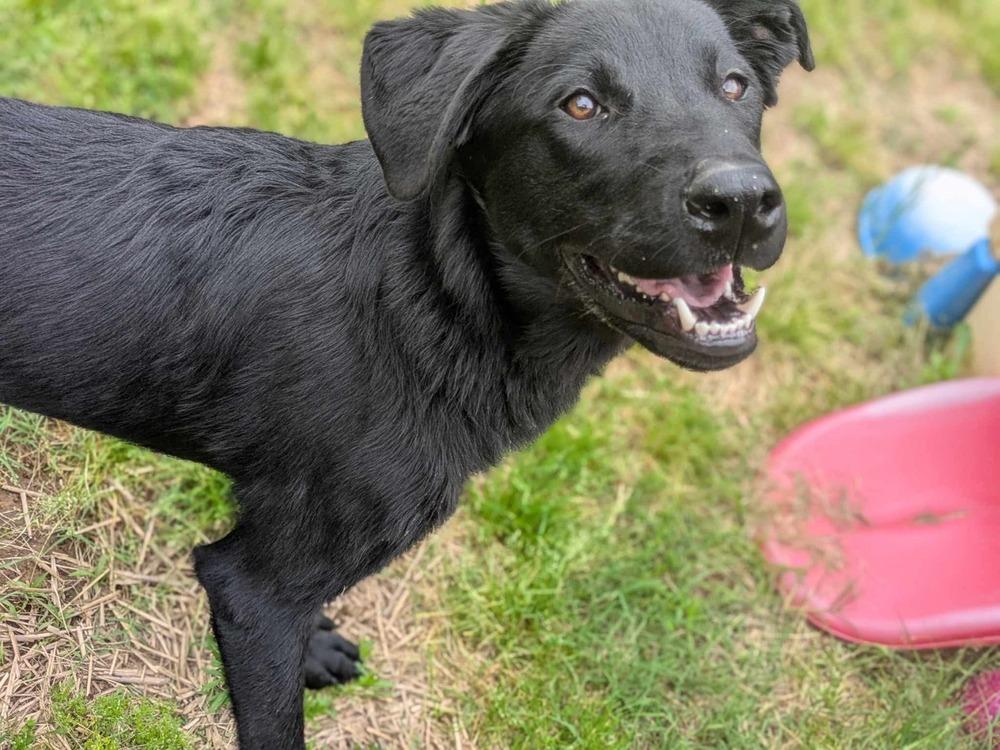 Enlarge Henley, a Adoptable Labrador Retriever in Dover, AR image 3/6
