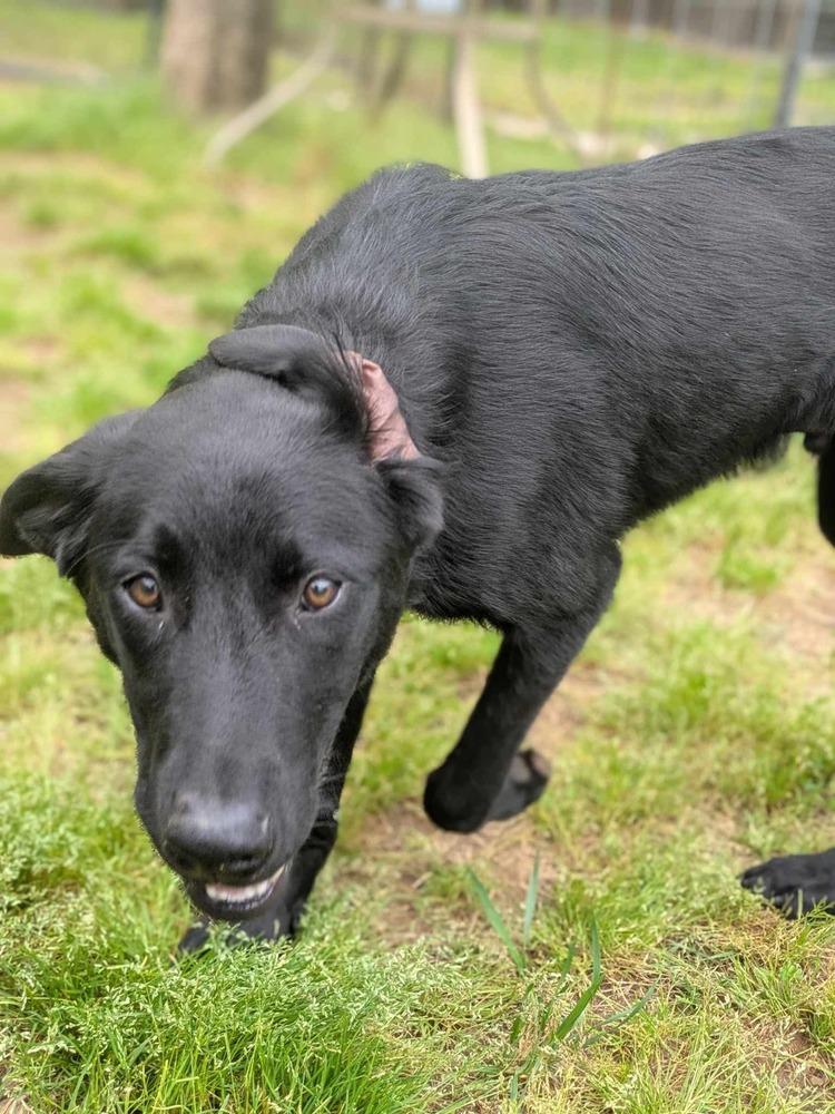 Enlarge Henley, a Adoptable Labrador Retriever in Dover, AR image 4/6