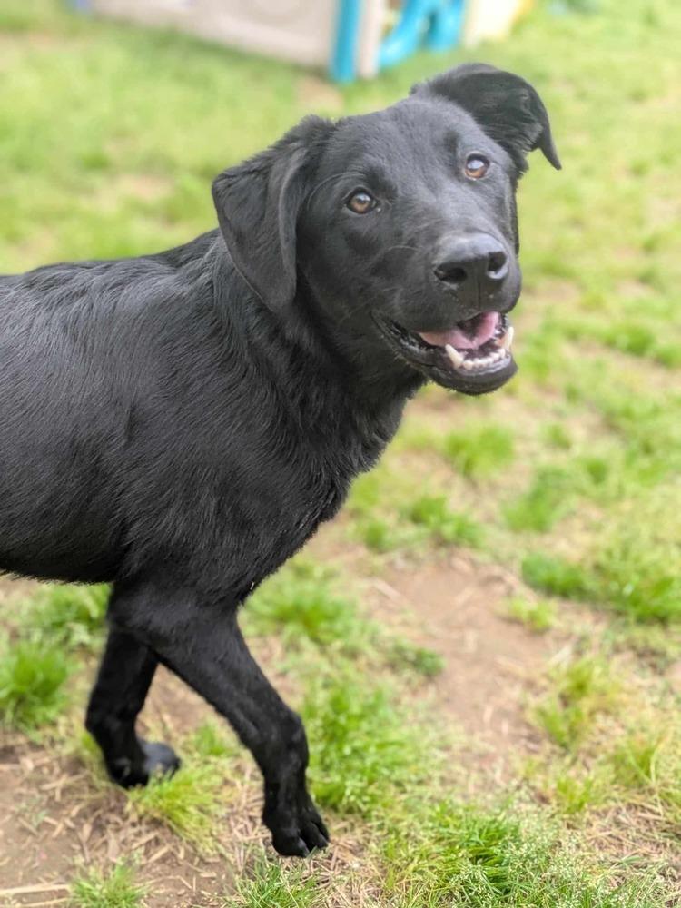 Enlarge Henley, a Adoptable Labrador Retriever in Dover, AR image 5/6