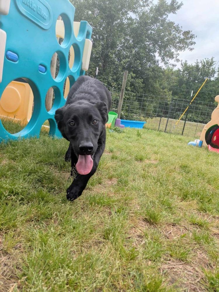 Enlarge Henley, a Adoptable Labrador Retriever in Dover, AR image 6/6