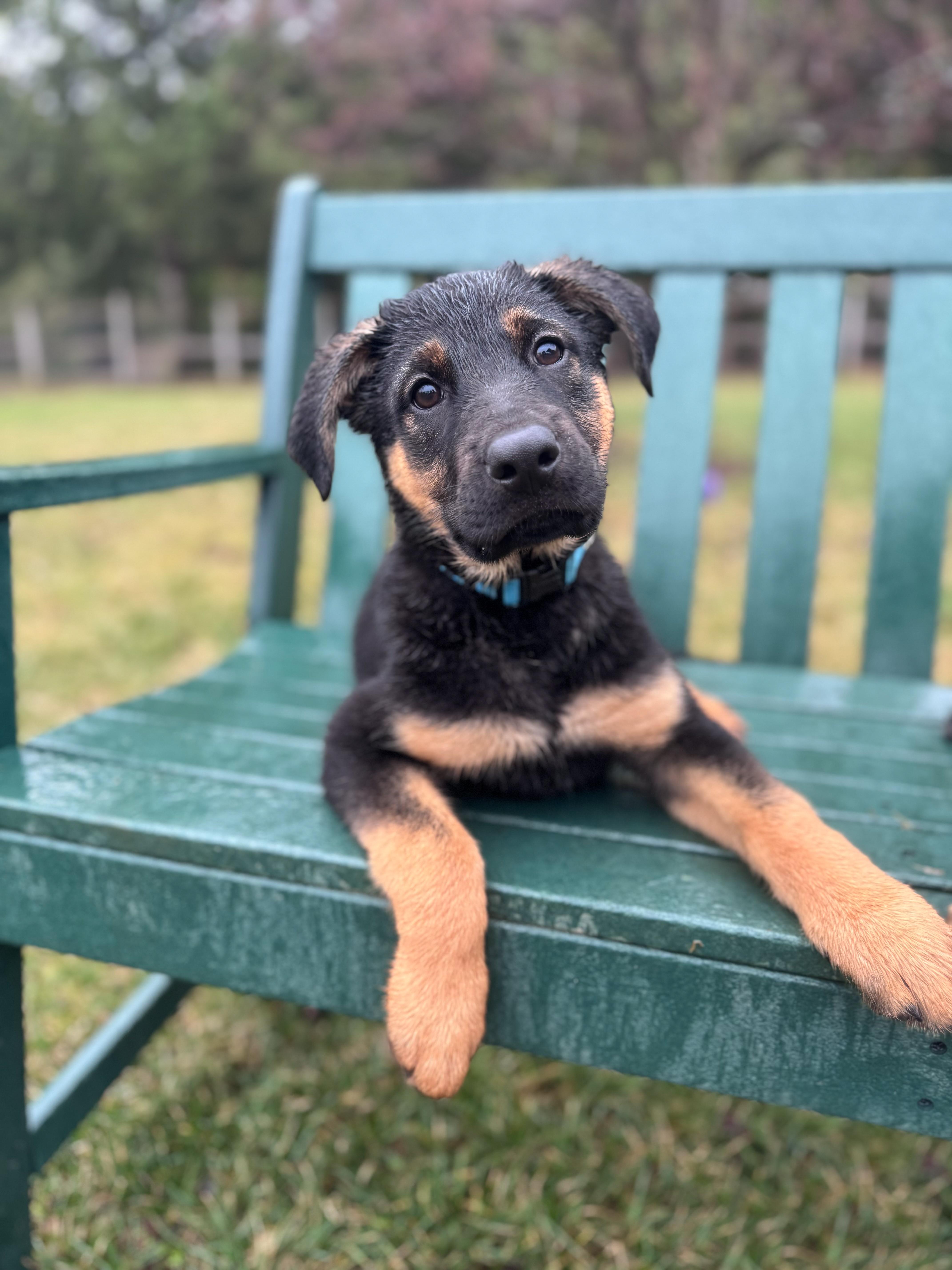 Scout, adopted, Puppy Male Mixed Breed.