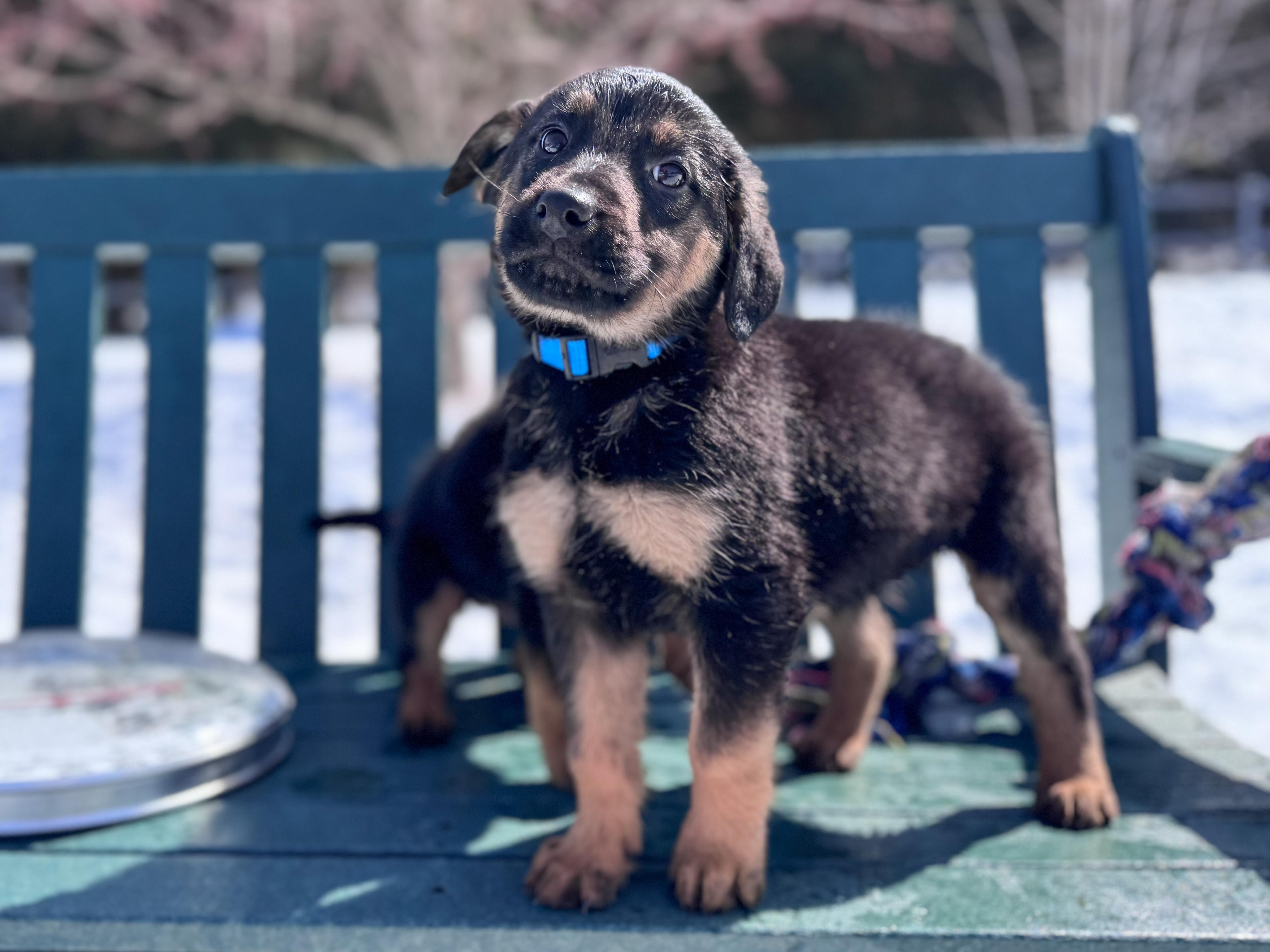 Scout, an adopted Mixed Breed in Chesterville, ON image 3/4