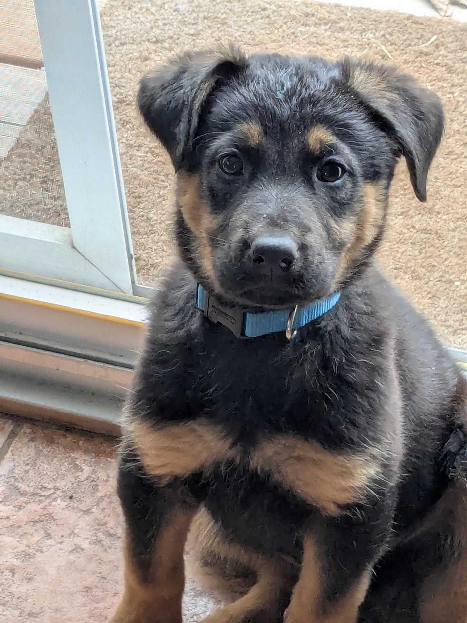 Scout, an adopted Mixed Breed in Chesterville, ON image 4/4