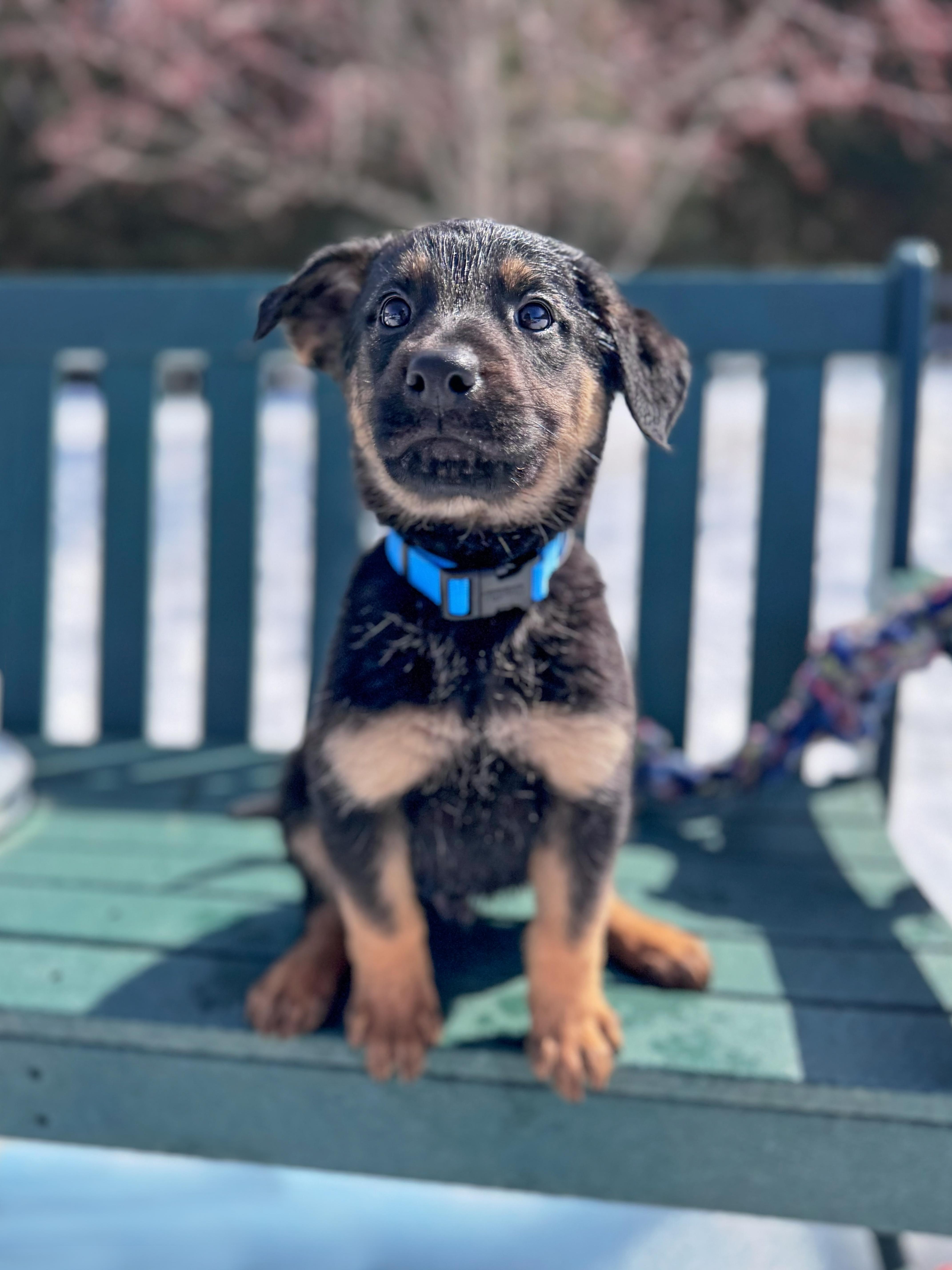 Scout, an adopted Mixed Breed in Chesterville, ON image 2/4