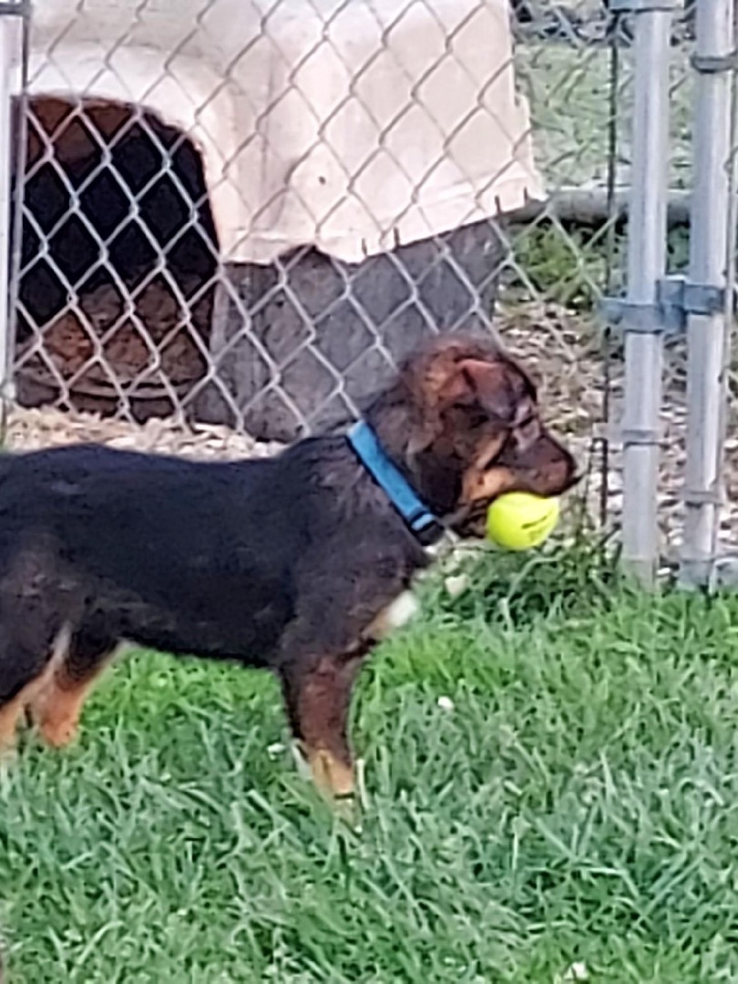 Ike, an adoptable Australian Shepherd in St. Clairsville, OH, 43950 | Photo Image 5