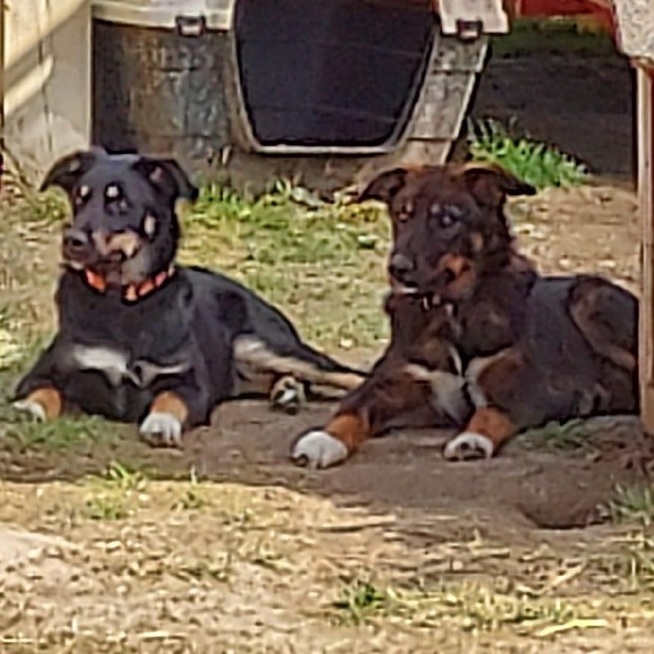 Ike photo 5