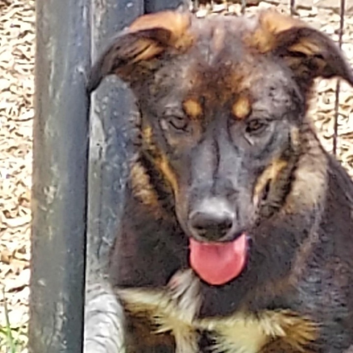 Ike, an adoptable Australian Shepherd in St. Clairsville, OH, 43950 | Photo Image 3